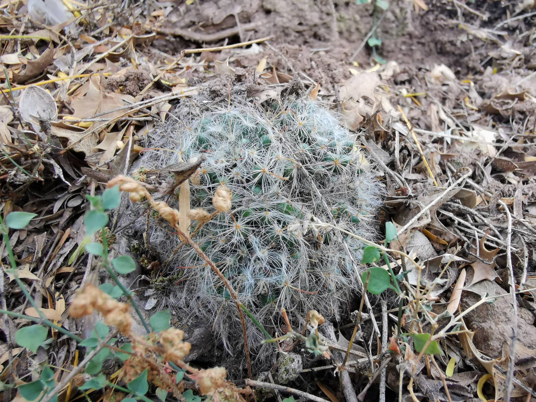Mammillaria bocasana